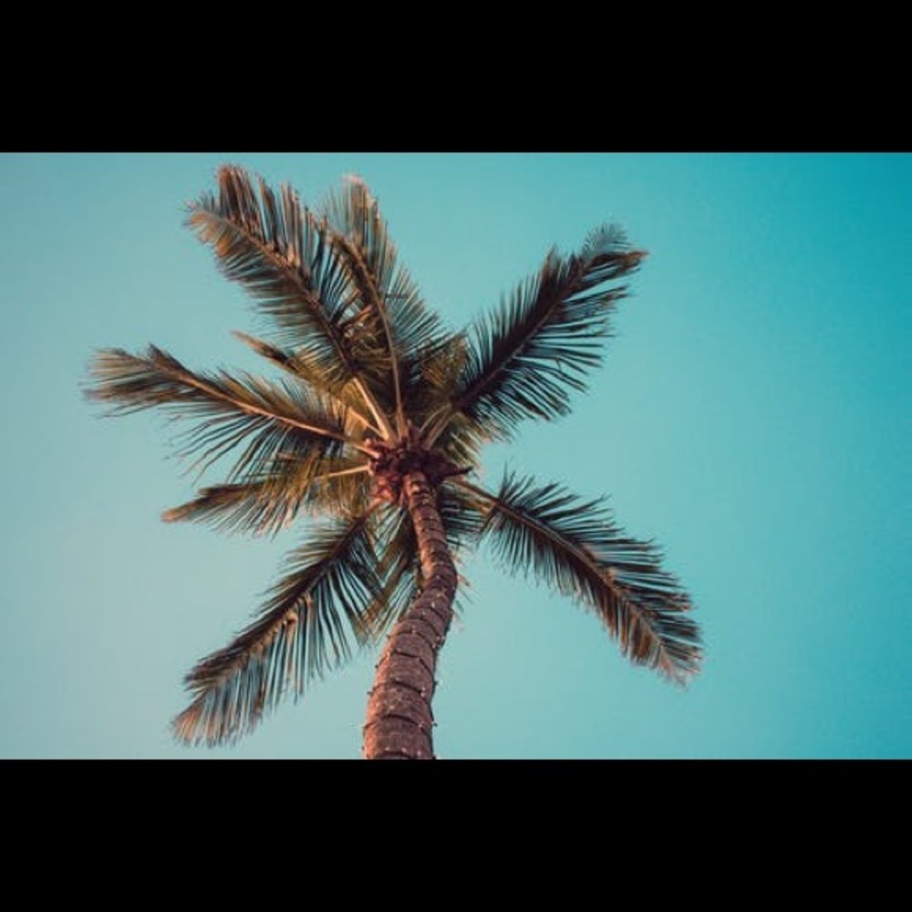 🌴